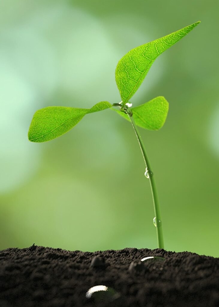 plant, sapling, growth, growing, growing plant, soil, ground, leaves, botany, horticulture, gardening, small plant, nature, water droplets, close up, sapling, sapling, sapling, sapling, sapling
